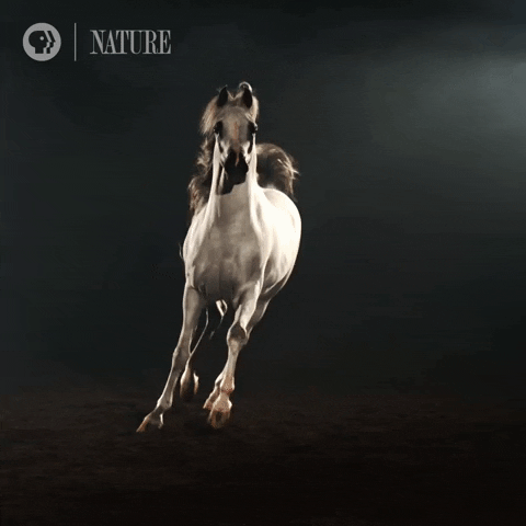 Тест о лошадях: сколько вы знаете об этих величественных животных?