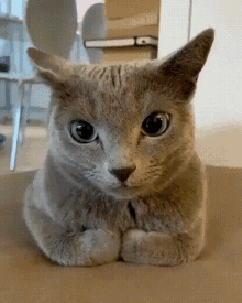 Тест о Русском голубом коте: сколько вы знаете об этой породе кошек?