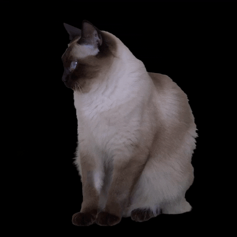 Тест на знание тонкинезов: сколько вы знаете об этой породе кошек?