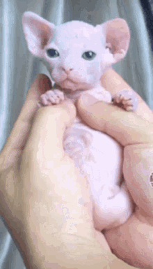 Квиз о Корниш-рекс: насколько хорошо вы знаете эту породу кошек?