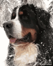 Тест о Бернской горной собаке: сколько вы знаете об этой породе?