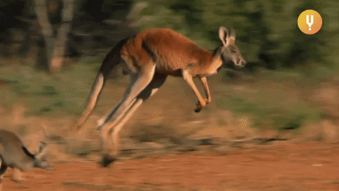 Квиз о кенгуру: сколько вы знаете об этих прыгающих животных?